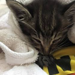 ペペ、少し元気になりました