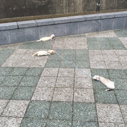 フェレットさん。チーム野外演習w