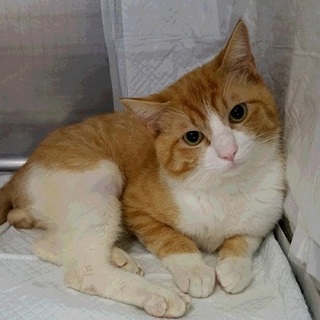 ロッソ　ひき逃げされた猫ちゃんです