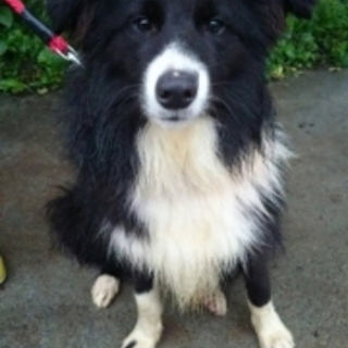 利口なボーダーコリー「ヒット」君