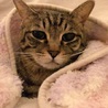 しまこ(保護活動者)
