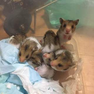 ゴールデンハムすたの子供