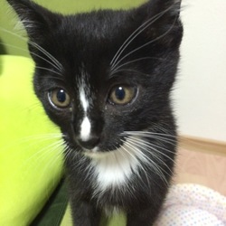 手を噛むのですが…