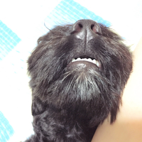 ノア