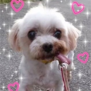 可愛いマルの男の子「クフー」