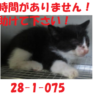 緊急募集です！どうぞどうぞ宜しくお願いします！猫5