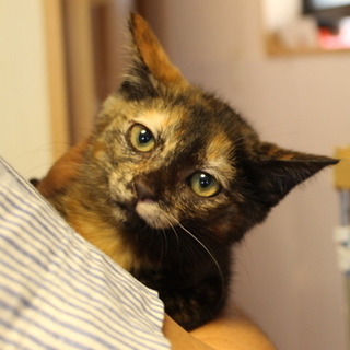 さび猫のかぐらちゃんで、さび猫の虜になーれ！