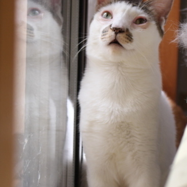 ぱっつん教授です。おとぼけキャラですが、人が大好きな馴れなれさんです。