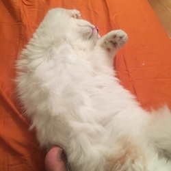 よたろう去勢完了です。