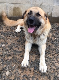 超大型犬：レオンベルガー」滋賀県 - 犬の里親募集(114997