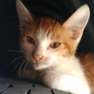 仔猫の里親募集しております。