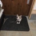 メスの三毛猫ちゃん