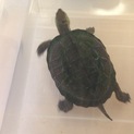 クサガメ