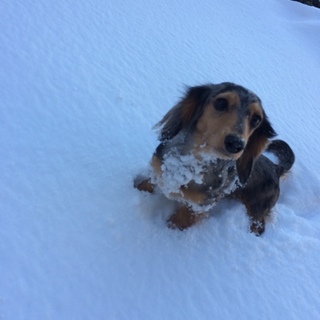 ミニチュアダックスフンド ダップル