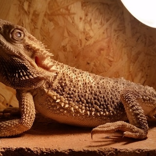 フトアゴヒゲトカゲ