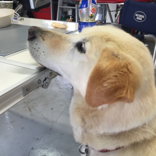 チコりんのカバー写真