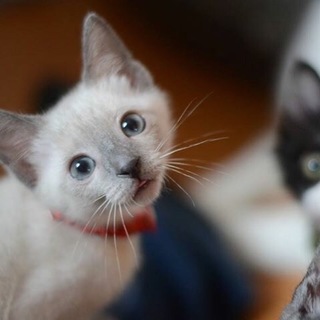 ブルーアイ美人《藍夏》