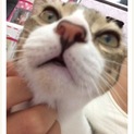 キジトラ 男の子 3歳