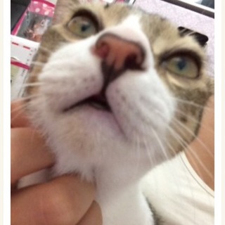 キジトラ 男の子 3歳