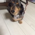 人懐こいダックスちゃんです。