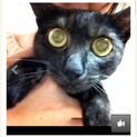 黒猫 メス 4歳