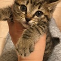 かわいい子猫です。