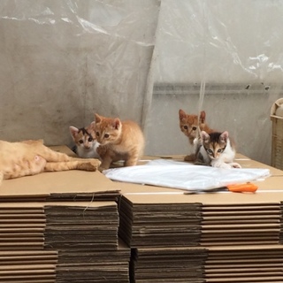 かわいい子猫の里親募集です