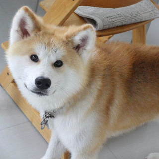 穏やかで優しい秋田犬の男の子文政です。