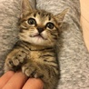 ごいた