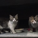 長毛の子猫 里親さん募集