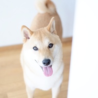 ダビデ