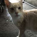 人懐こいハンサム野良ちゃん