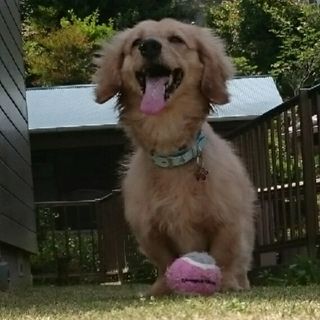 M・ダックス　男の子　９歳です。