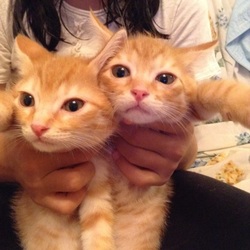 見分けがつかない(･･;)