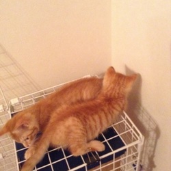 「見分けがつかない(･･;)」サムネイル2