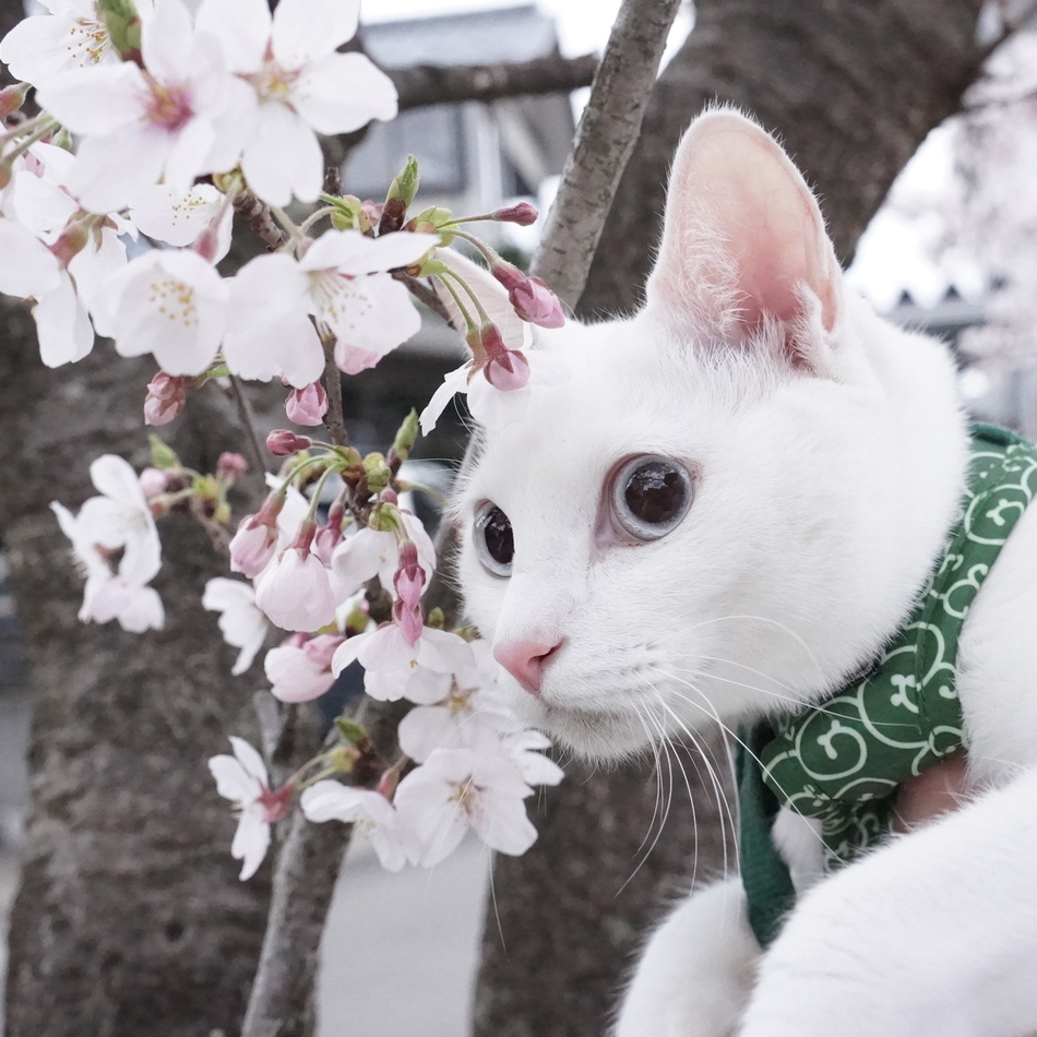 だいずのカバー写真