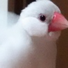ちぃゆ