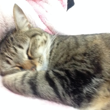 の写真