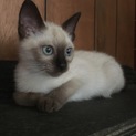 シャム系雑種子猫里親さん募集
