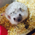 ハリネズミ  里親募集