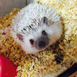 ハリネズミ  里親募集