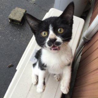 人懐こいハチワレちゃんです