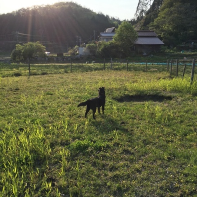 牛力のカバー写真