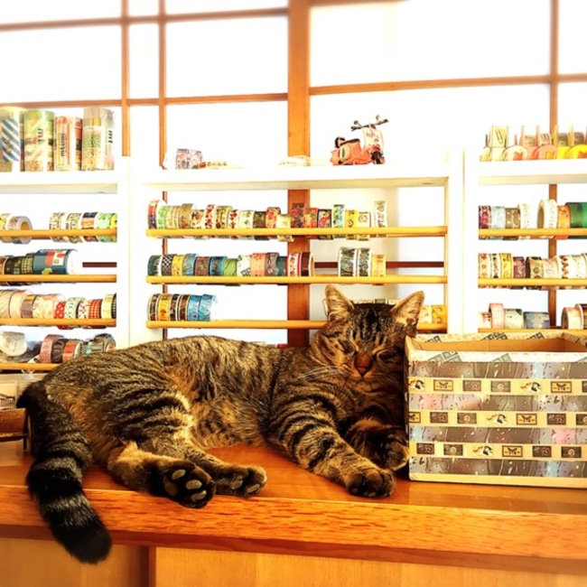 鶴天@ねこを守る会 のカバー写真