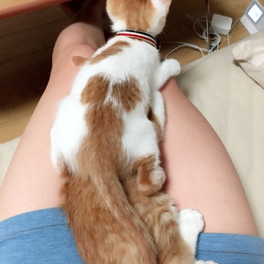 いつもきなこにめちゃくちゃされてるから、これみよがしにやり返しまくるしらたま