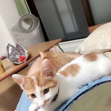 昨日は一日中きなこに鬱陶しがられたしらたま