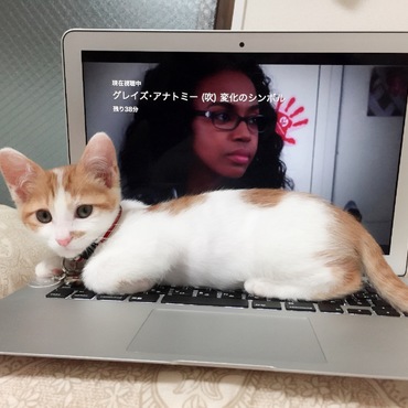 おねがいかまって〜の巻