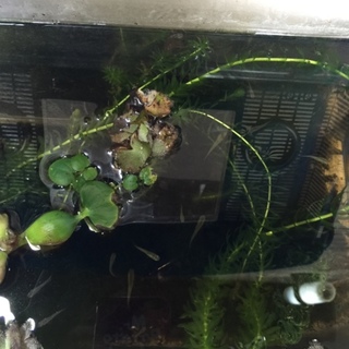 ミックスメダカ稚魚