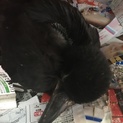 カラスの子ども2羽