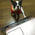 頭が良く、飼いやすい子です。